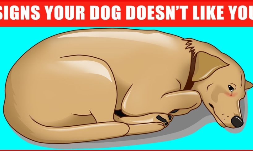 14 Signs Your Dog Doesn’t Love You (Even if You Think They Do)