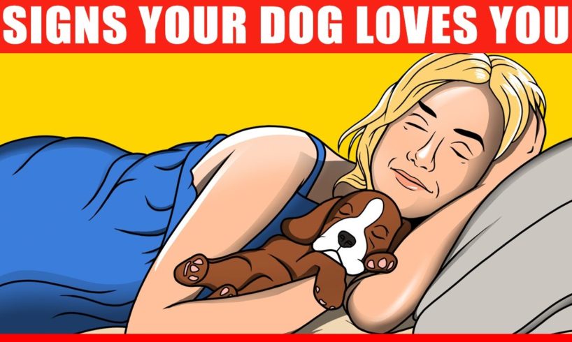 14 Signs Your Dog REALLY Loves You, Confirmed by Science