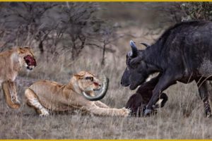 15 Moments When Buffaloes Attack on Lions Using their Deadly Horns | Animal Fights