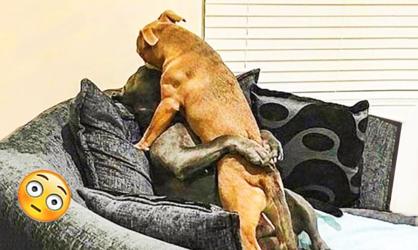 Funniest Cats And Dogs Videos ๐ - Best Funny Animal Videos 2023 ๐ฅฐ