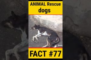 animal rescue team dog | #shorts #facts #animals #dog #viral