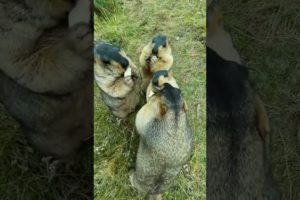 Prairie dog is cute bobak marmot wild animals capybara