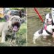 French Bulldog SOO Cute! Funny and Cute French Bulldog Puppies Compilation cute moment #2