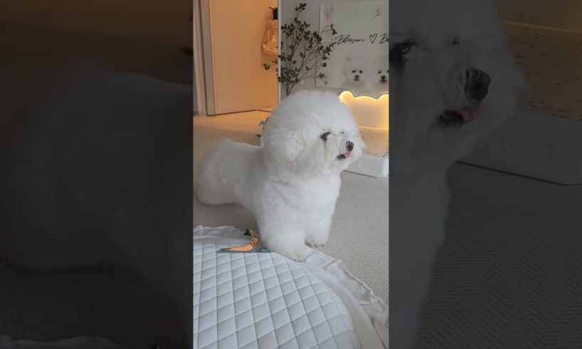 Cute dog baby 😍#dogpuppy #shorts #animalplanet