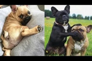 French Bulldog SOO Cute! Funny and Cute French Bulldog Puppies Compilation cute moment #3