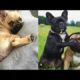 French Bulldog SOO Cute! Funny and Cute French Bulldog Puppies Compilation cute moment #3