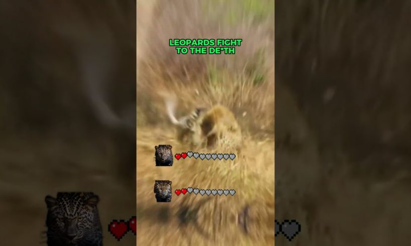 2 LEOPARDS Insane ANIMAL FIGHT! #shorts