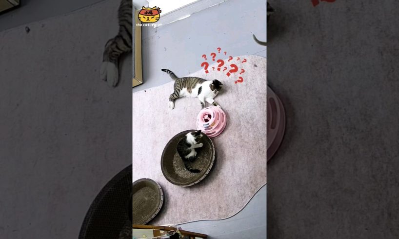 2 cats playing with toys😹#funnycat #catsoftiktok #cat #pet #fyp #foryou #animals