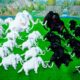 20 Zombie Black Mammoths Vs 20 White Woolly Mammoths Ultimate Animal Revolt Epic Battle