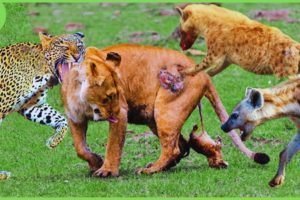 30 Battles of Animals That Live in Herds Kill Lions Too Brutally | Animal Fights | BIBI TPS