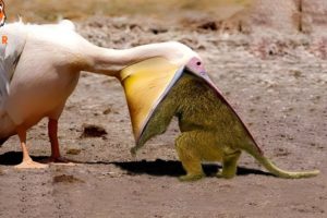 30 Brutal Moments of Birds Fighting Their Prey | Animal Fight | Part 1