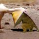30 Brutal Moments of Birds Fighting Their Prey | Animal Fight | Part 1