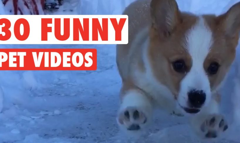 30 Funny Pet Videos Animal Compilation 2016