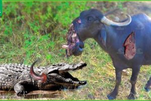 30 Moment When Evil Crocodile Suddenly Rushed To Bite The Poor Buffalo's Jaw Off | Animal Fight