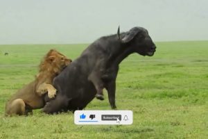 30 Moments Brave Maasai Warrior Fights A Gluttonous Lion To Rescue Cattle | Animal Fights