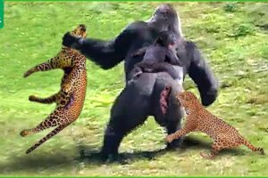30 Moments Leopards And Gorillas Fight To Protect Their Offspring | Animal Fight