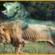 30 Moments Lion Lost One Leg Due While Defending Their Territory  Animal Fight