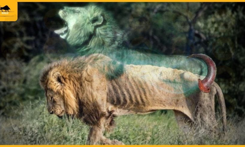 30 Moments Lion Lost One Leg Due While Defending Their Territory  Animal Fight