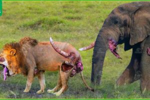 30 Moments Painful Lion Is Hunted And Tortured By Africa's Deadliest Elephant | Animal Fights