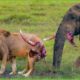 30 Moments Painful Lion Is Hunted And Tortured By Africa's Deadliest Elephant | Animal Fights