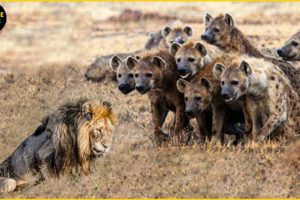 30 Moments Poor Old Lion Falls Prey To Other Animal | Animal Fight