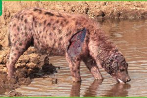 30 Moments The Hyena Was Injured By The Big Cat, What Happened Next? | Animal Fight