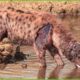 30 Moments The Hyena Was Injured By The Big Cat, What Happened Next? | Animal Fight