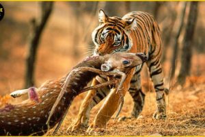 30 Moments Tiger Hunting Merciless Make You Scare | Animal Fights