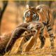 30 Moments Tiger Hunting Merciless Make You Scare | Animal Fights