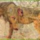 30 Moments When Lions Fight With Opponents And Only 3 Legs Left | Animal Fight