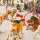 30 Moments of Aggressive Monkey Packs Seeking Revenge by Hunting Dogs | Animal Fights