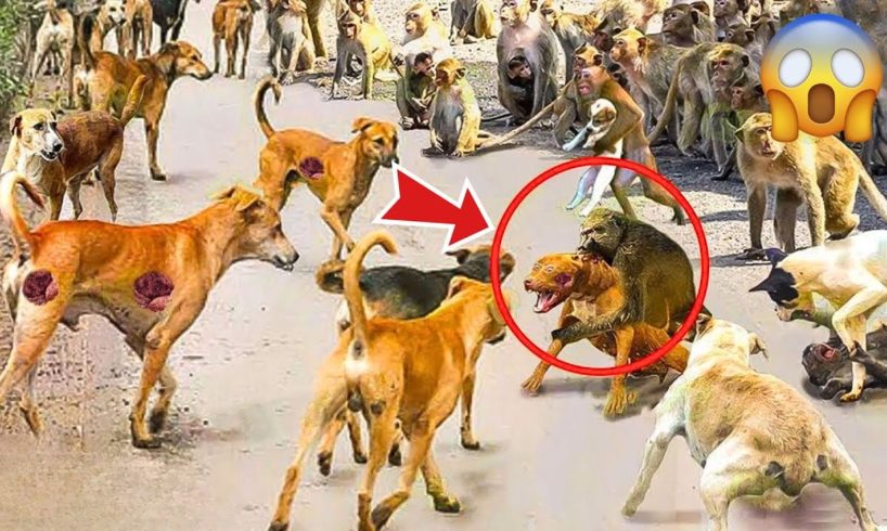 30 Moments of Aggressive Monkey Packs Seeking Revenge by Hunting Dogs | Animal Fights