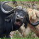 30 Scary Moments Crazy Buffalo Kills Lions | Lion Vs Buffalo | Animals Fight