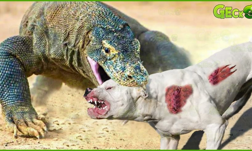 30 Stupid Dogs Face Komodo Dragon And Receive Bitter End | Animal Fight