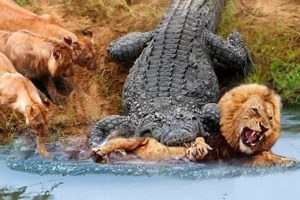 30 Times Animals Messed With Wrong Opponents !