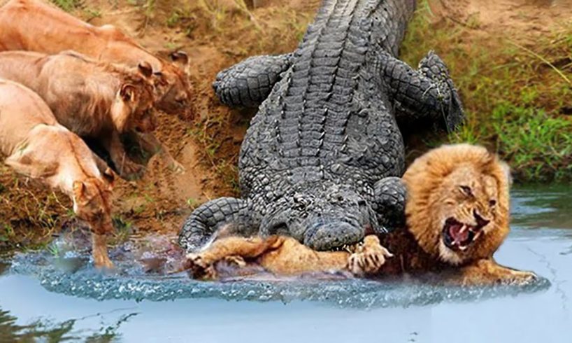 30 Times Animals Messed With Wrong Opponents !