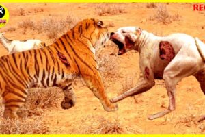35 Chaotic Battles Of Angry Animal Rushes Into The Dog's Territory To Attack | Animal Fights