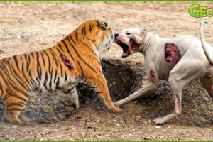 35 Ruthless When Dogs Are Attacked By Tigers, Leopards, Lions... | Animal Fight