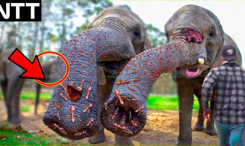 40 Animals That Asked People for Help - Faith In Humanity Restored #22