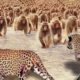 45 Moments Leopards Show Their Power Fights With 100 Baboons To Avenge Cub | Animal Fights