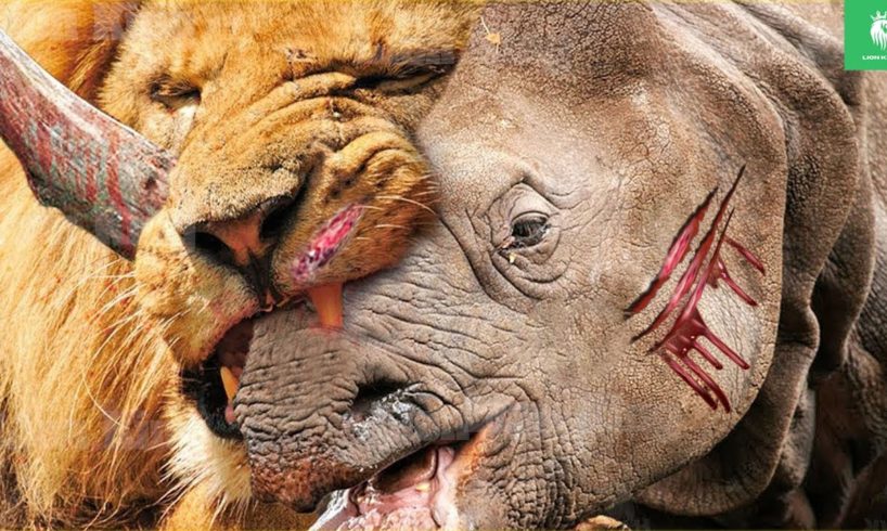 45 Moments Of Crazy Fighting Rhinos and What will happen next ? | Animal Fights