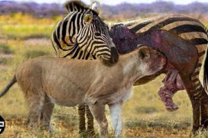 45 Moments Zebra Fight To The Death With A Ruthless Predator And What Happens Next ? | Animal Fight
