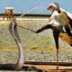 45 MomentsThe Secretary Bird Kicked The Brutal King Cobra In The Head For Revenge | Animal Fights