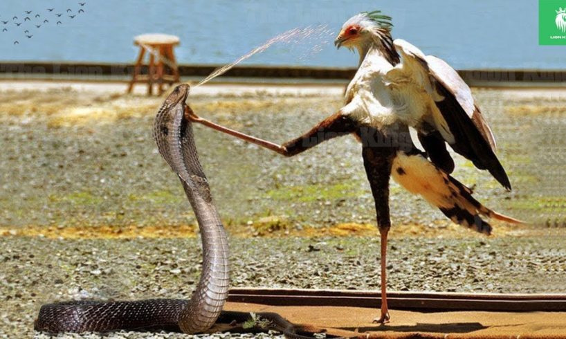 45 MomentsThe Secretary Bird Kicked The Brutal King Cobra In The Head For Revenge | Animal Fights