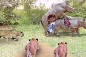 55 Moments of Lions Battle with Rhinos | Animal fights