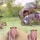 55 Moments of Lions Battle with Rhinos | Animal fights