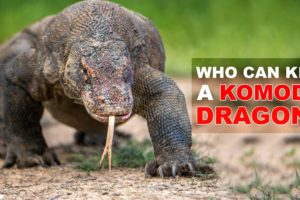 6 Animals That Could Defeat A Komodo Dragon