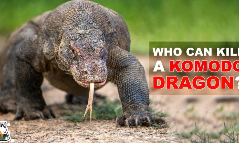 6 Animals That Could Defeat A Komodo Dragon