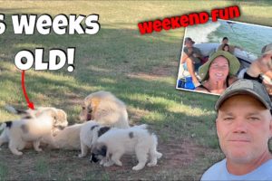6 Week Old LGD PUPPIES! Weekend Fun at the Lake! Cutest Puppies Ever! 6 Week Update.