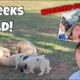 6 Week Old LGD PUPPIES! Weekend Fun at the Lake! Cutest Puppies Ever! 6 Week Update.